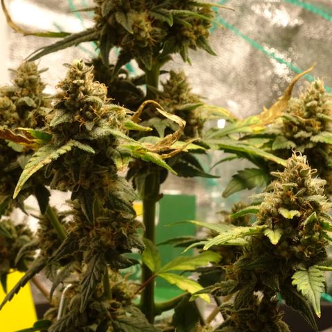 Banana Purple Punch Auto growlog timeline photo