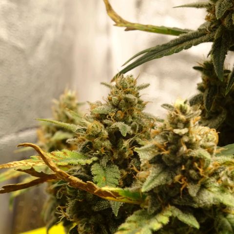 Banana Purple Punch Auto growlog timeline photo