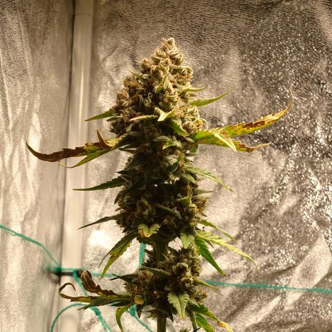 Banana Purple Punch Auto growlog timeline photo