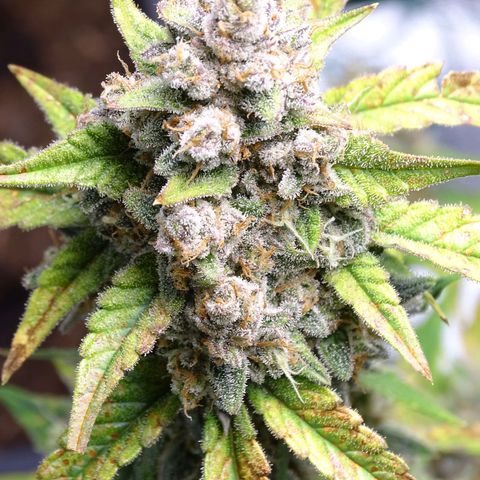 Banana Purple Punch Auto growlog timeline photo