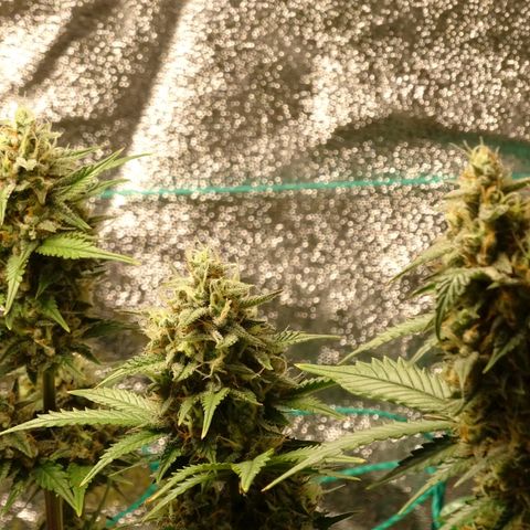 Banana Purple Punch Auto growlog timeline photo