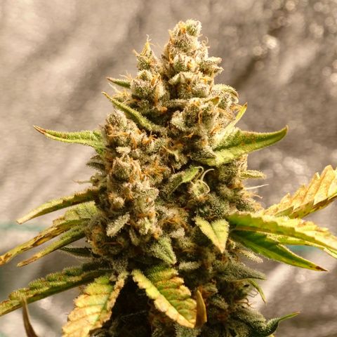 Banana Purple Punch Auto growlog timeline photo