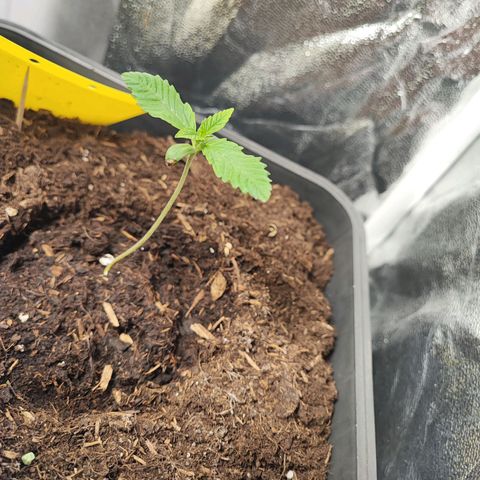 Strawberry Gorilla Auto  growlog timeline photo