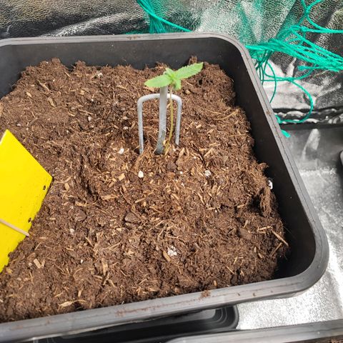 Strawberry Gorilla Auto  growlog timeline photo