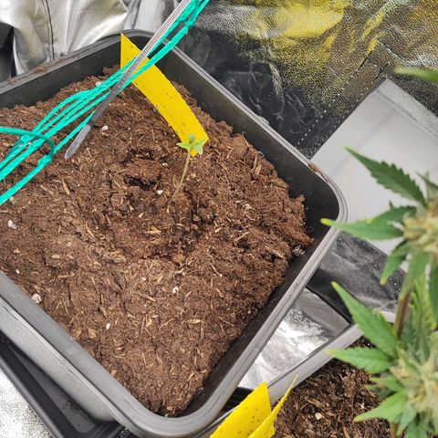 Strawberry Gorilla Auto  growlog timeline photo