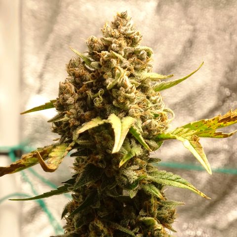 Banana Purple Punch Auto growlog timeline photo