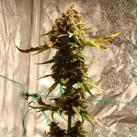 Banana Purple Punch Auto growlog timeline photo
