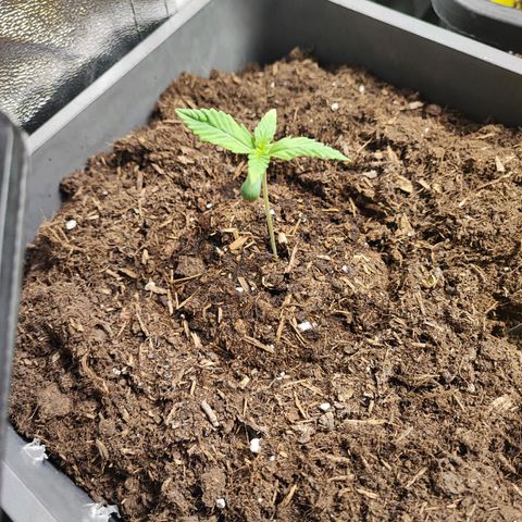 Strawberry Gorilla Auto  growlog timeline photo