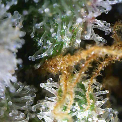 Banana Purple Punch Auto growlog timeline photo