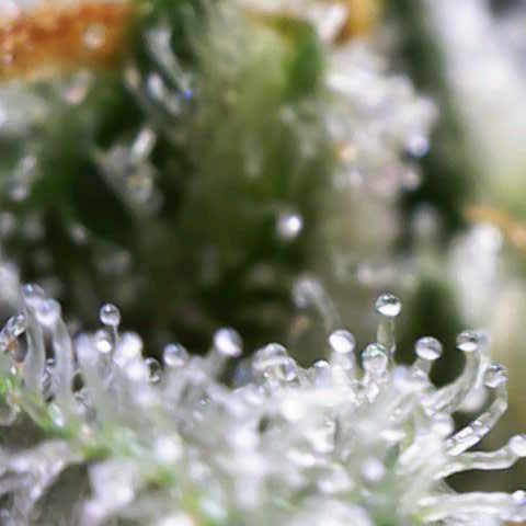 Banana Purple Punch Auto growlog timeline photo