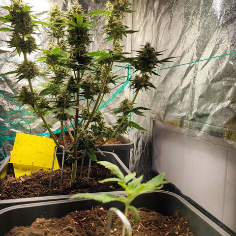 Banana Purple Punch Auto growlog timeline photo
