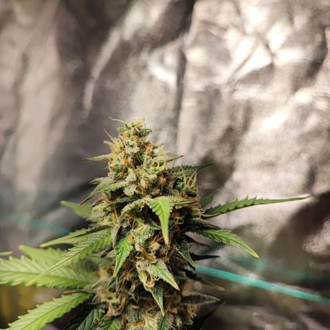 Banana Purple Punch Auto growlog timeline photo