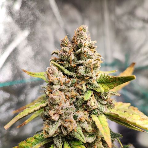 Banana Purple Punch Auto growlog timeline photo
