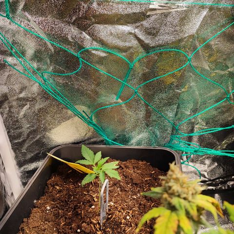 Strawberry Gorilla Auto  growlog photo: Eine Pflanze sieht etwas schlechter aus. Aber ich gebe ihr etwas mehr Zeit.
