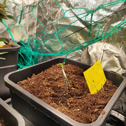 Strawberry Gorilla Auto  growlog photo: Eine Pflanze sieht etwas schlechter aus. Aber ich gebe ihr etwas mehr Zeit.