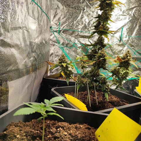 Strawberry Gorilla Auto  growlog photo: Eine Pflanze sieht etwas schlechter aus. Aber ich gebe ihr etwas mehr Zeit.