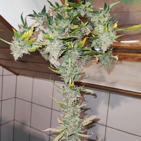 Banana Purple Punch Auto growlog photo: Die erste Pflanze wurde zum Trocknen gefällt 