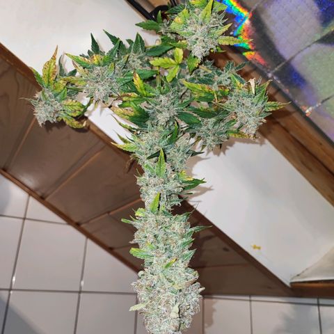 Banana Purple Punch Auto growlog photo: Die erste Pflanze wurde zum Trocknen gefällt 
