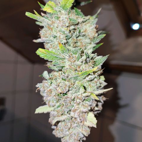 Banana Purple Punch Auto growlog photo: Die erste Pflanze wurde zum Trocknen gefällt 