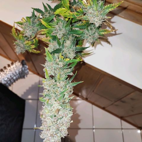 Banana Purple Punch Auto growlog photo: Die erste Pflanze wurde zum Trocknen gefällt 
