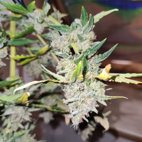 Banana Purple Punch Auto growlog photo: Die erste Pflanze wurde zum Trocknen gefällt 