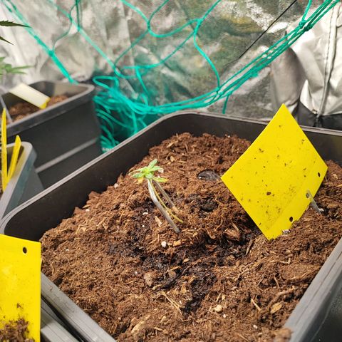 Strawberry Gorilla Auto  growlog photo: Eine Pflanze kränkelt etwas