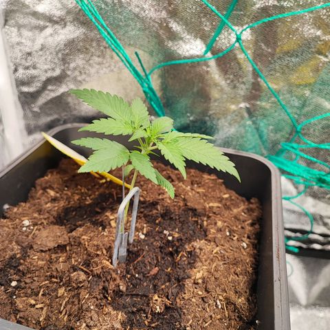 Strawberry Gorilla Auto  growlog photo: Eine Pflanze kränkelt etwas