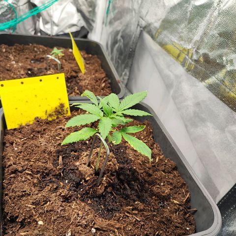 Strawberry Gorilla Auto  growlog photo: Eine Pflanze kränkelt etwas