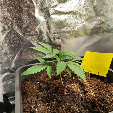 Strawberry Gorilla Auto  growlog photo: Eine Pflanze kränkelt etwas