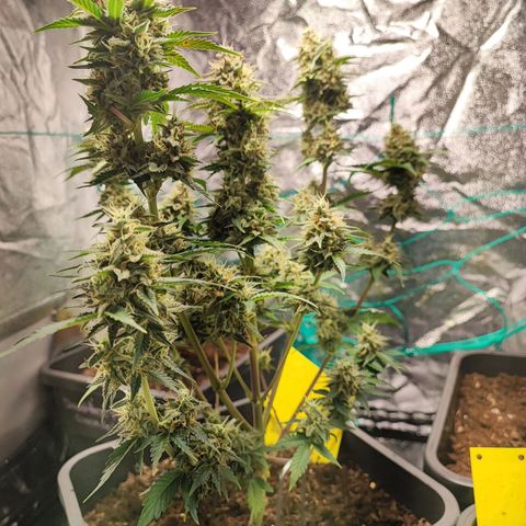 Banana Purple Punch Auto growlog timeline photo