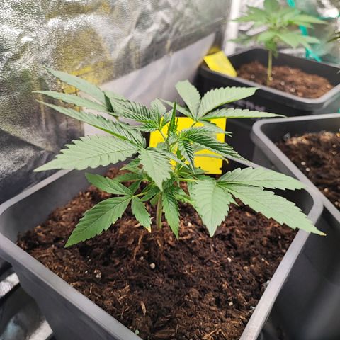 Strawberry Gorilla Auto  growlog photo: Eine Pflanze hat etwas genetische Probleme aber hat sich nun gefangen. Bei 2 Pflanzen habe ich nun Topping durchgeführt 