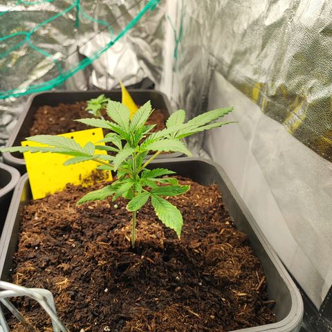 Strawberry Gorilla Auto  growlog photo: Eine Pflanze hat etwas genetische Probleme aber hat sich nun gefangen. Bei 2 Pflanzen habe ich nun Topping durchgeführt 
