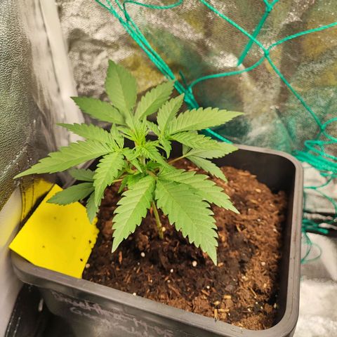 Strawberry Gorilla Auto  growlog photo: Eine Pflanze hat etwas genetische Probleme aber hat sich nun gefangen. Bei 2 Pflanzen habe ich nun Topping durchgeführt 