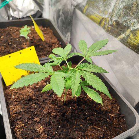Strawberry Gorilla Auto  growlog photo: Eine Pflanze hat etwas genetische Probleme aber hat sich nun gefangen. Bei 2 Pflanzen habe ich nun Topping durchgeführt 