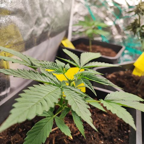 Strawberry Gorilla Auto  growlog photo: Eine Pflanze hat etwas genetische Probleme aber hat sich nun gefangen. Bei 2 Pflanzen habe ich nun Topping durchgeführt 