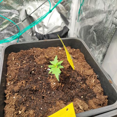 Strawberry Gorilla Auto  growlog photo: Eine Pflanze hat etwas genetische Probleme aber hat sich nun gefangen. Bei 2 Pflanzen habe ich nun Topping durchgeführt 