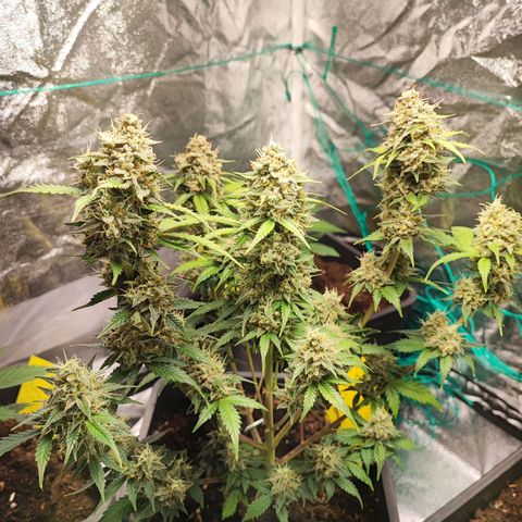 Banana Purple Punch Auto growlog timeline photo