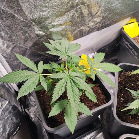 Strawberry Gorilla Auto  growlog photo: Das Topping wurde offensichtlich gut überstanden und die vierte Pflanze hat sich auch gut gefangen