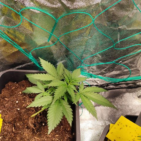 Strawberry Gorilla Auto  growlog photo: Das Topping wurde offensichtlich gut überstanden und die vierte Pflanze hat sich auch gut gefangen