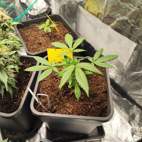 Strawberry Gorilla Auto  growlog photo: Das Topping wurde offensichtlich gut überstanden und die vierte Pflanze hat sich auch gut gefangen