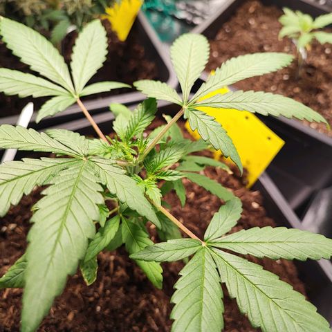 Strawberry Gorilla Auto  growlog photo: Das Topping wurde offensichtlich gut überstanden und die vierte Pflanze hat sich auch gut gefangen