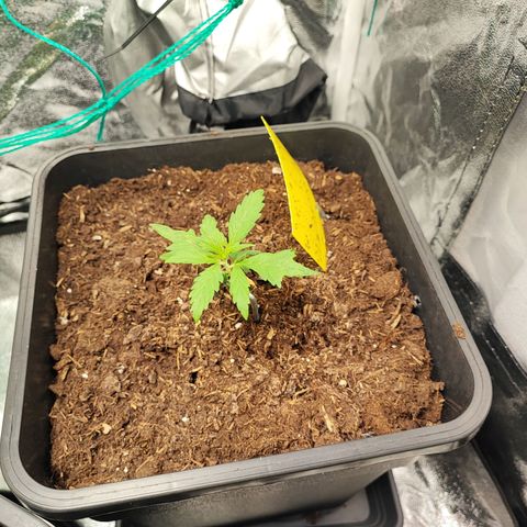 Strawberry Gorilla Auto  growlog photo: Das Topping wurde offensichtlich gut überstanden und die vierte Pflanze hat sich auch gut gefangen
