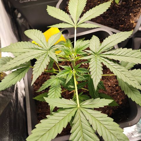 Strawberry Gorilla Auto  growlog photo: Das Topping wurde offensichtlich gut überstanden und die vierte Pflanze hat sich auch gut gefangen