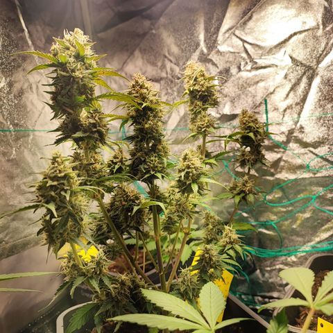 Banana Purple Punch Auto growlog timeline photo