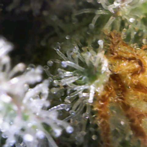 Banana Purple Punch Auto growlog timeline photo