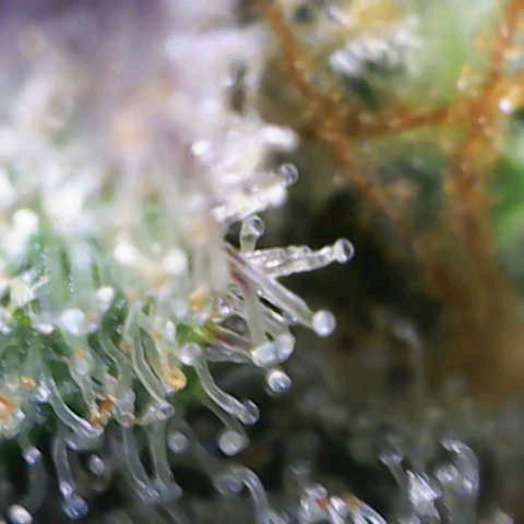 Banana Purple Punch Auto growlog timeline photo