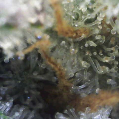 Banana Purple Punch Auto growlog timeline photo