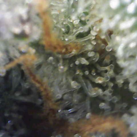 Banana Purple Punch Auto growlog timeline photo