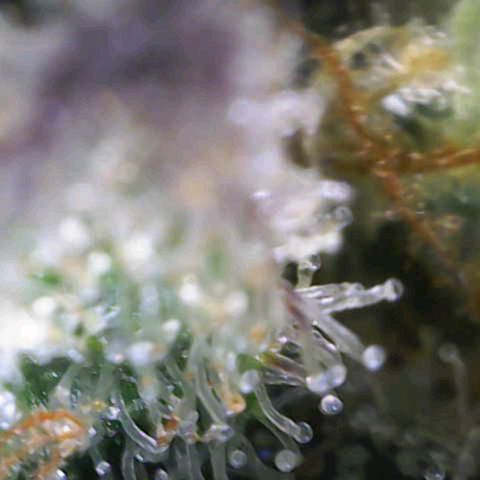 Banana Purple Punch Auto growlog timeline photo