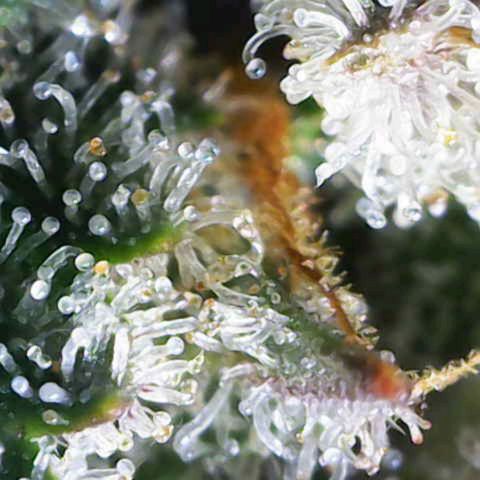 Banana Purple Punch Auto growlog timeline photo